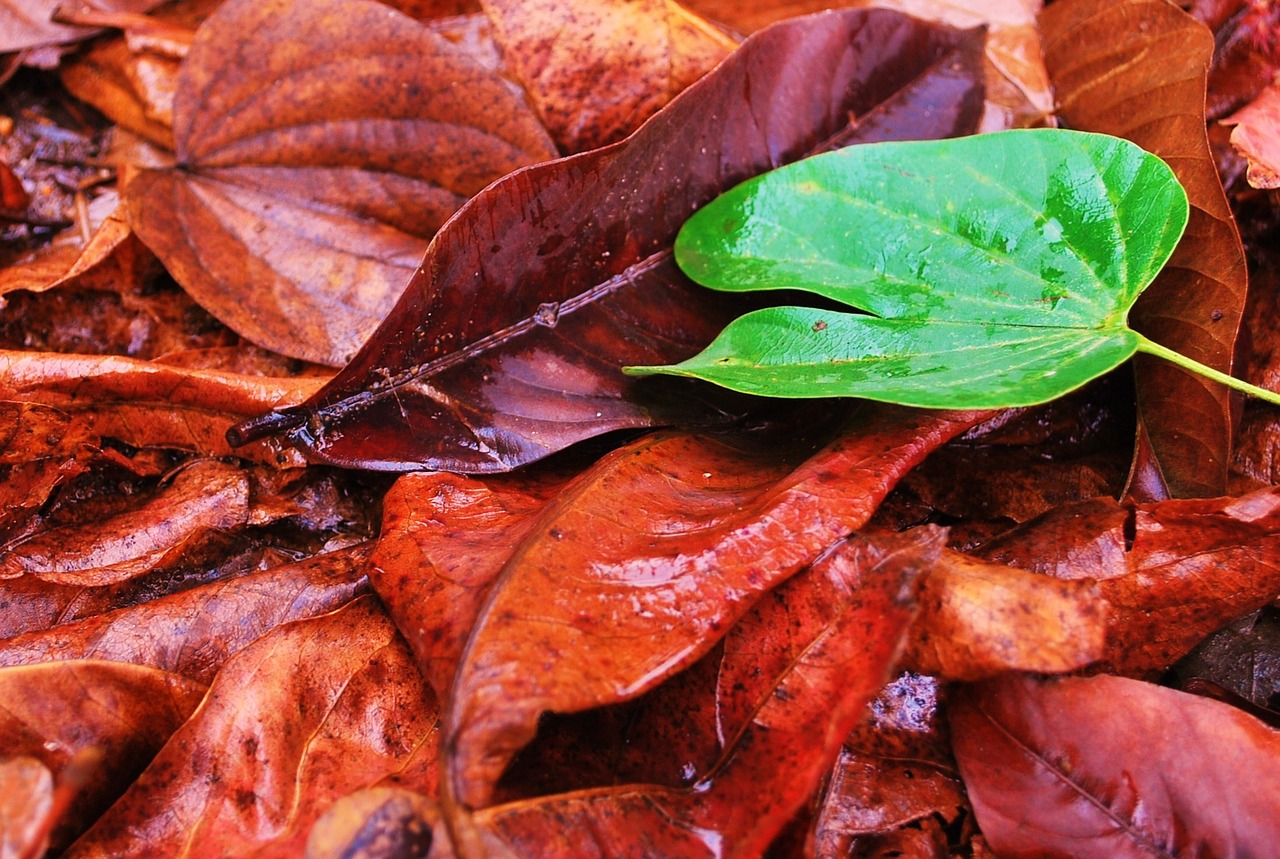 fresh green leaf free photo