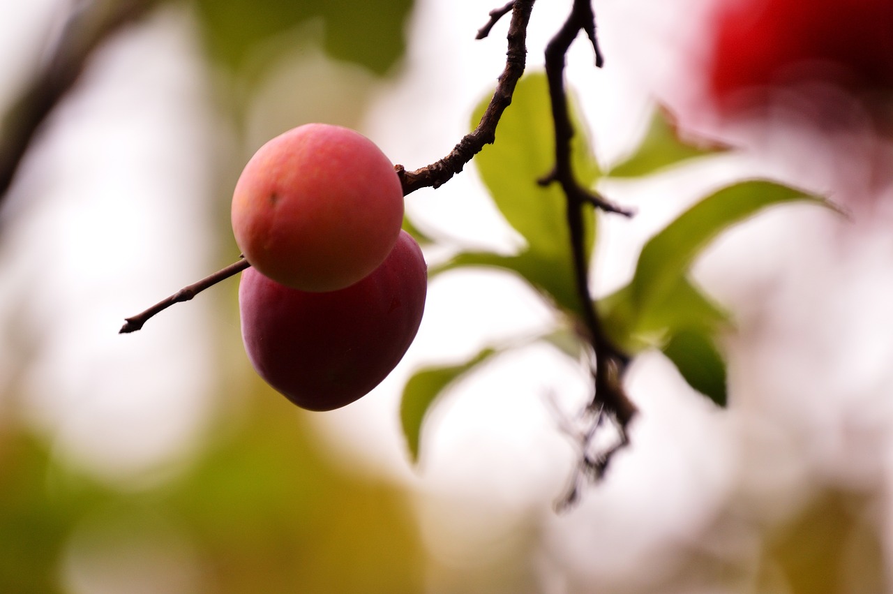 fresh  summer  tree free photo