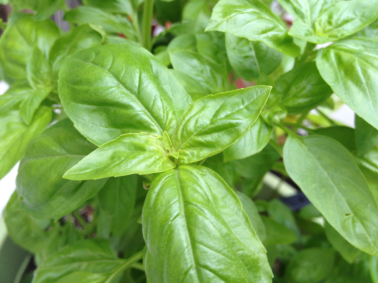 fresh basil herb free photo