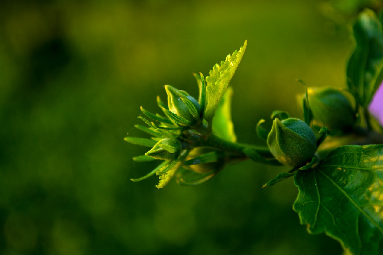 fresh flower plant free photo