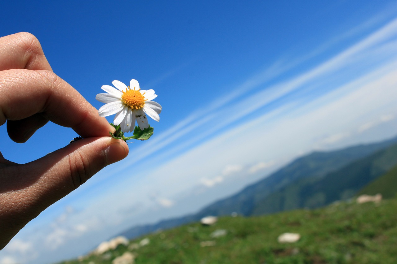 fresh blue sky chrysanthemum free photo