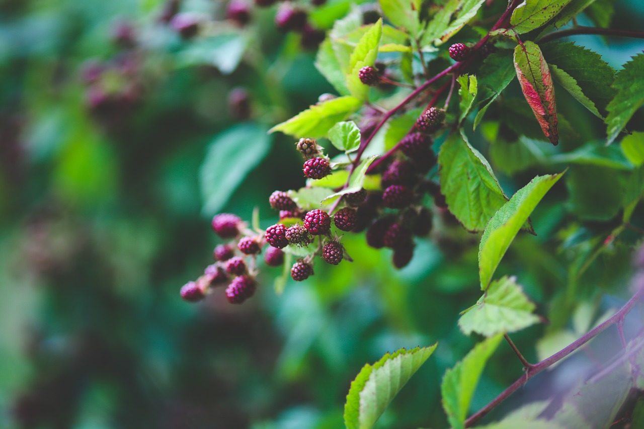 fresh blackberries bush free photo