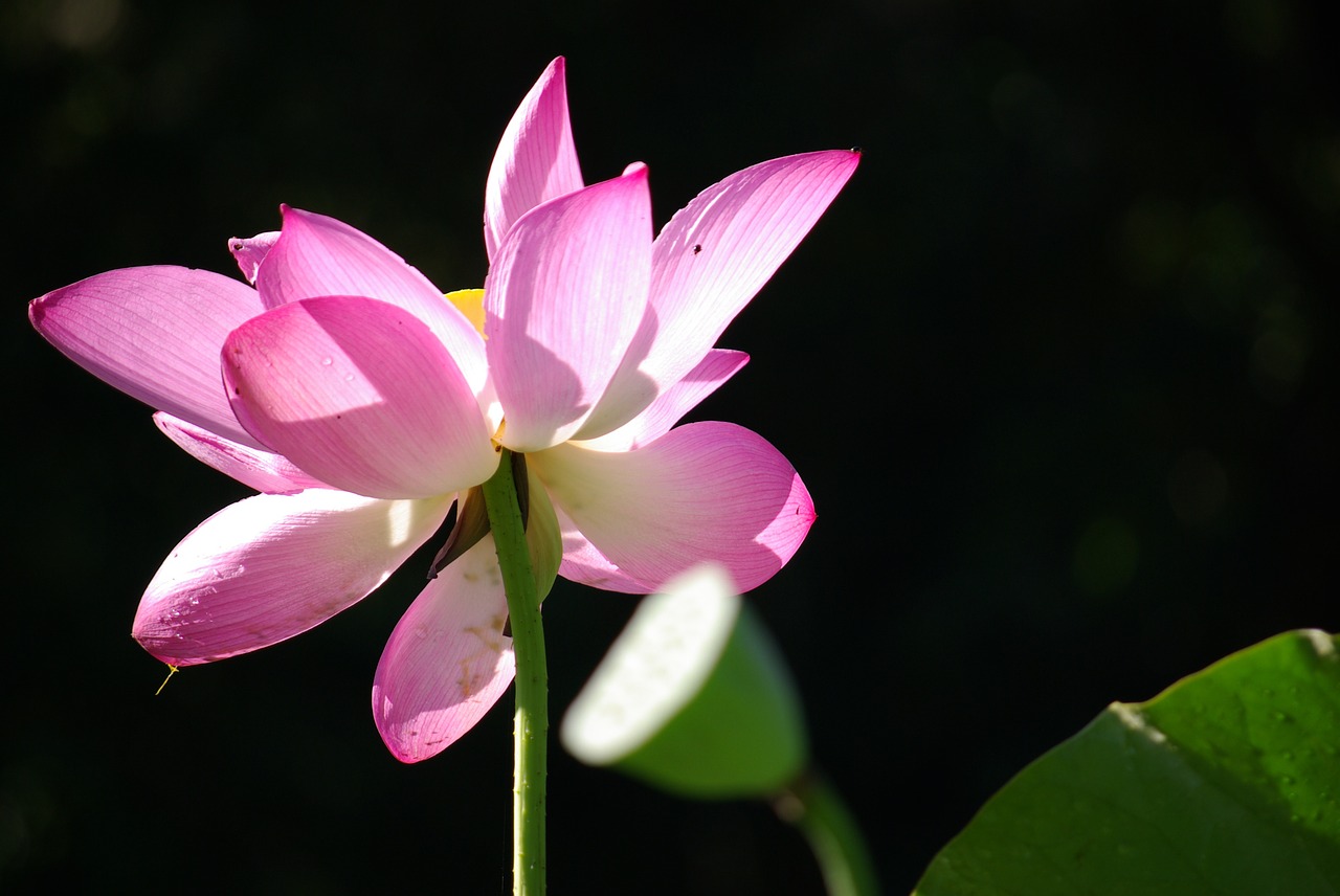 fresh plant flowers and plants free photo