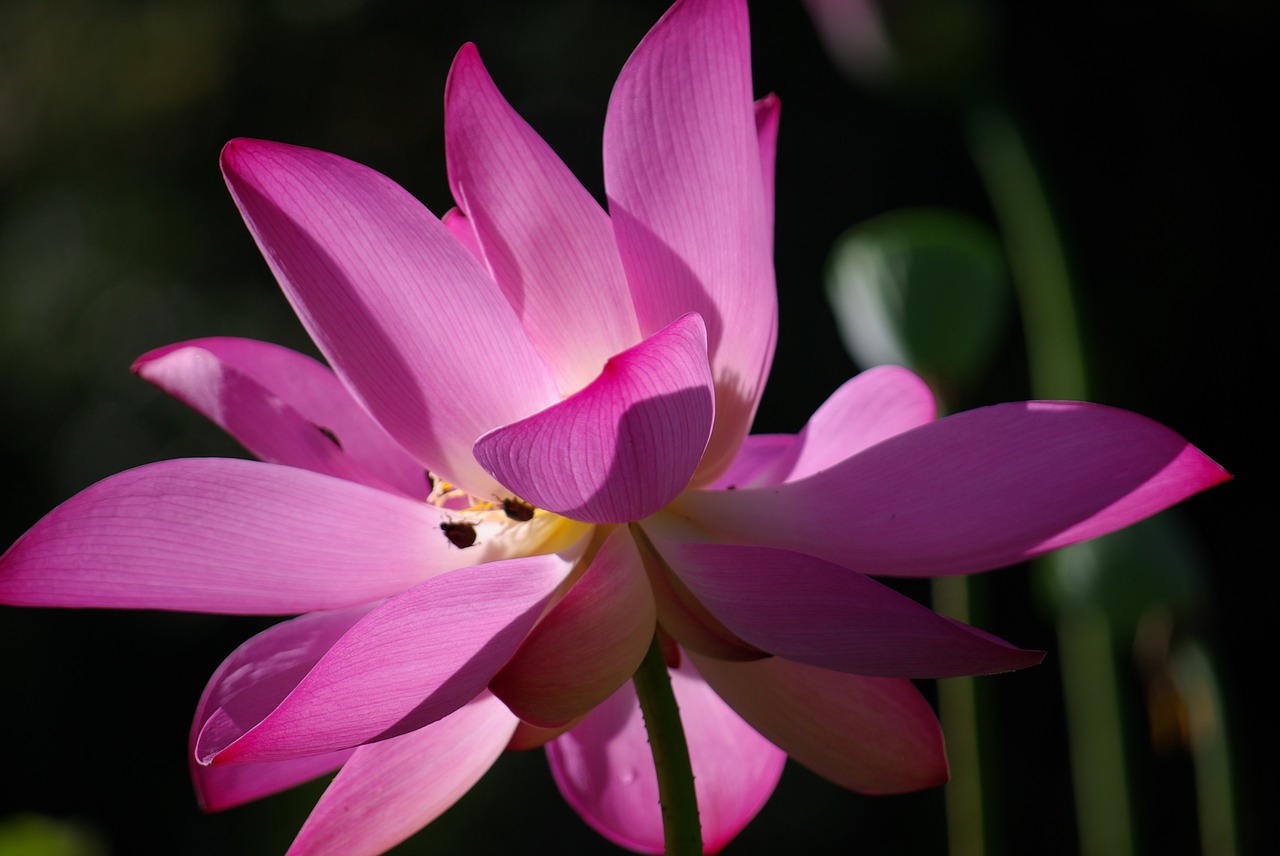 fresh plant flowers and plants free photo