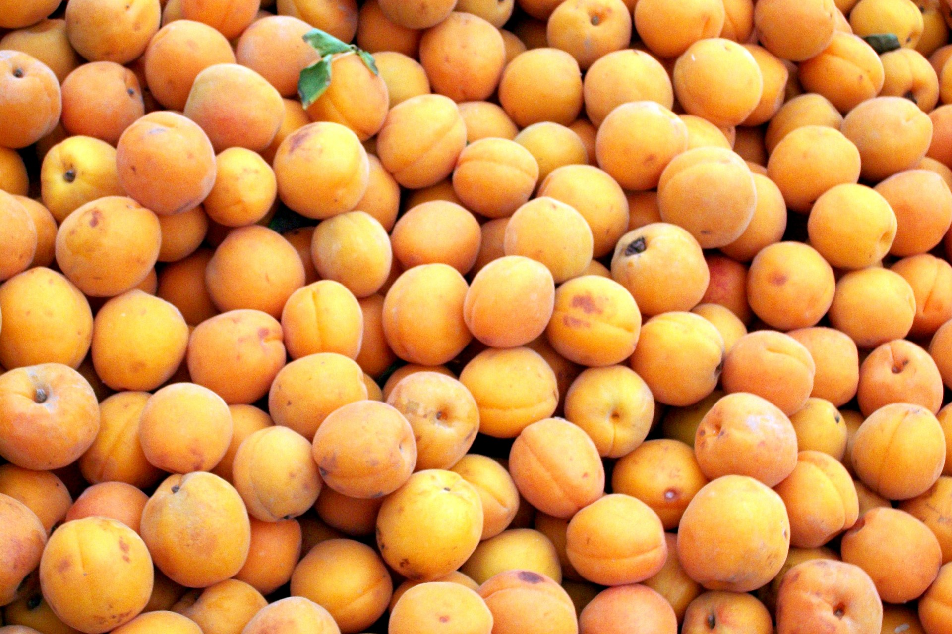 food fruit apricots free photo
