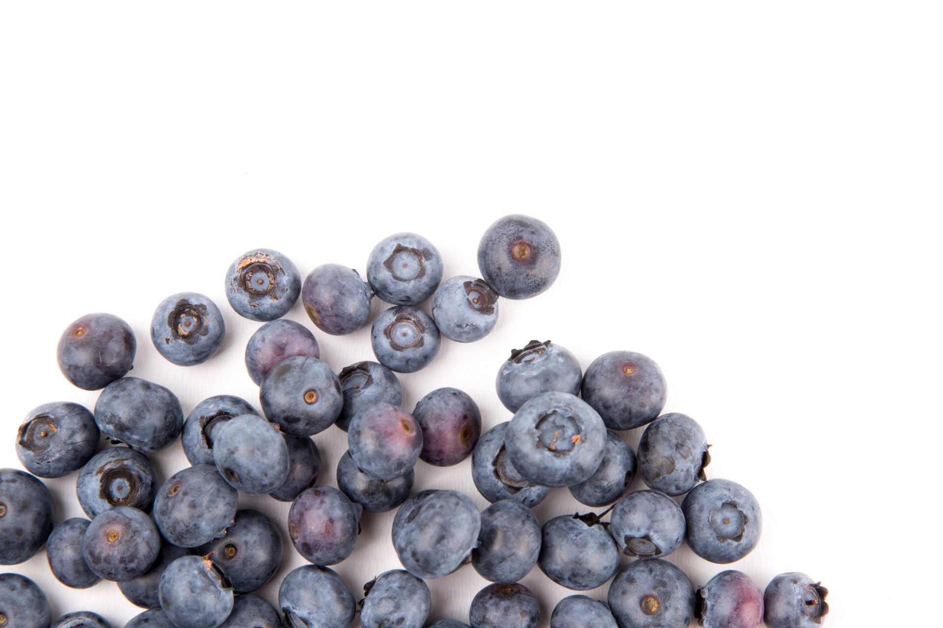 background berry blueberry free photo