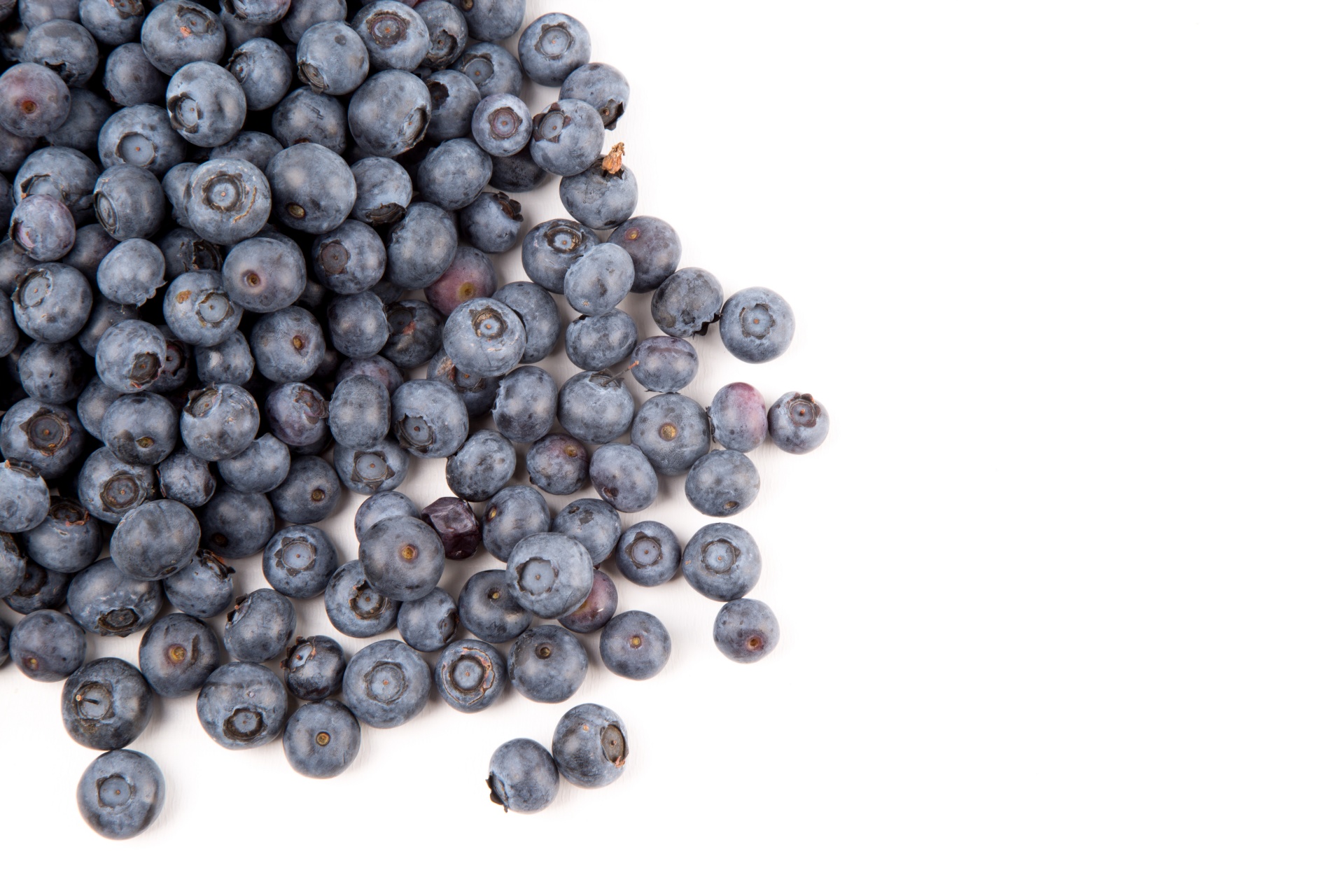 background berry blueberry free photo