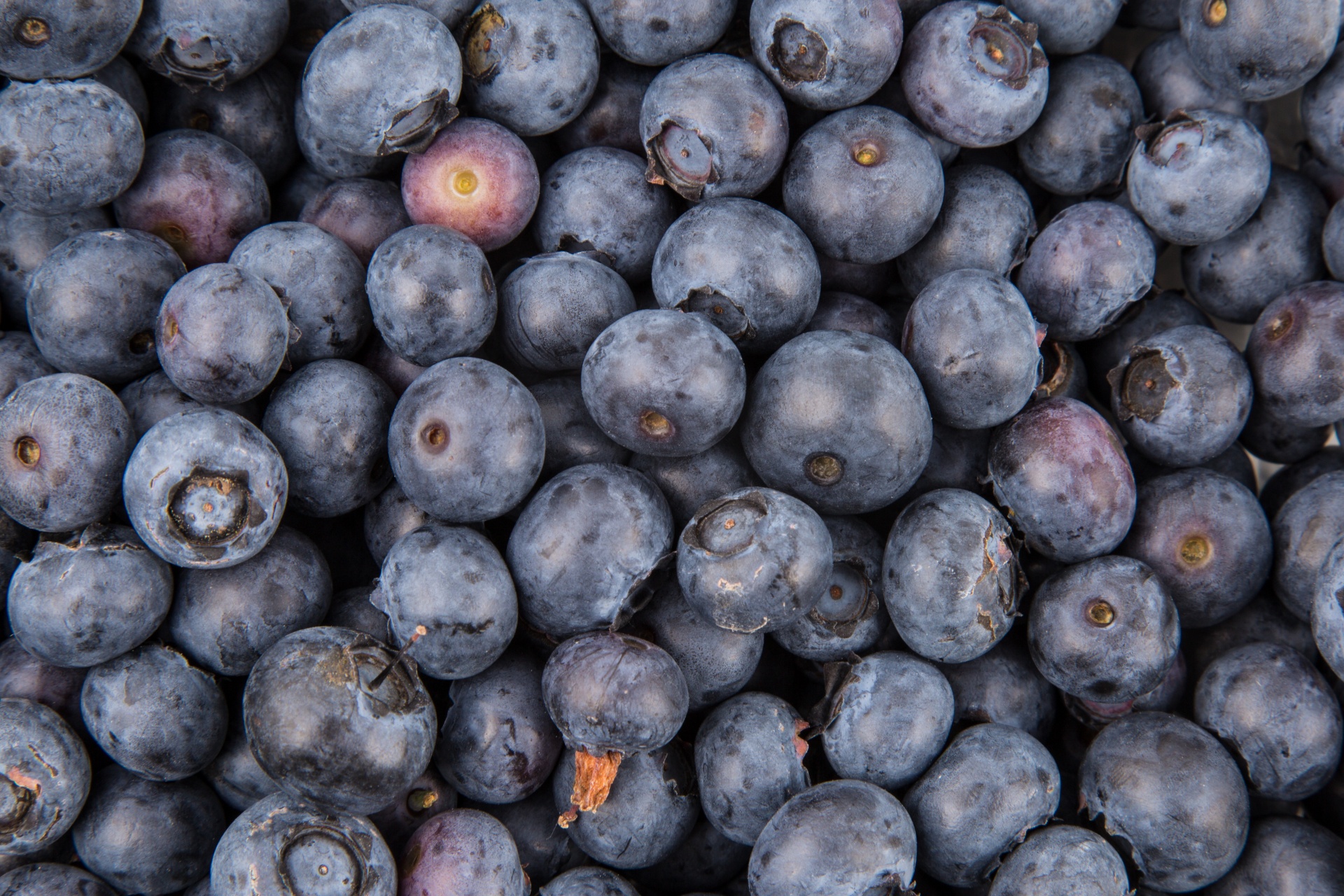 background berry blueberry free photo