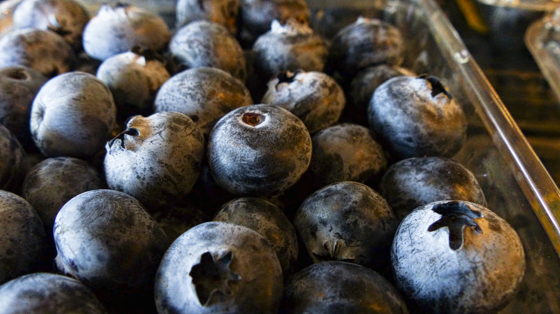 blueberry background bright free photo