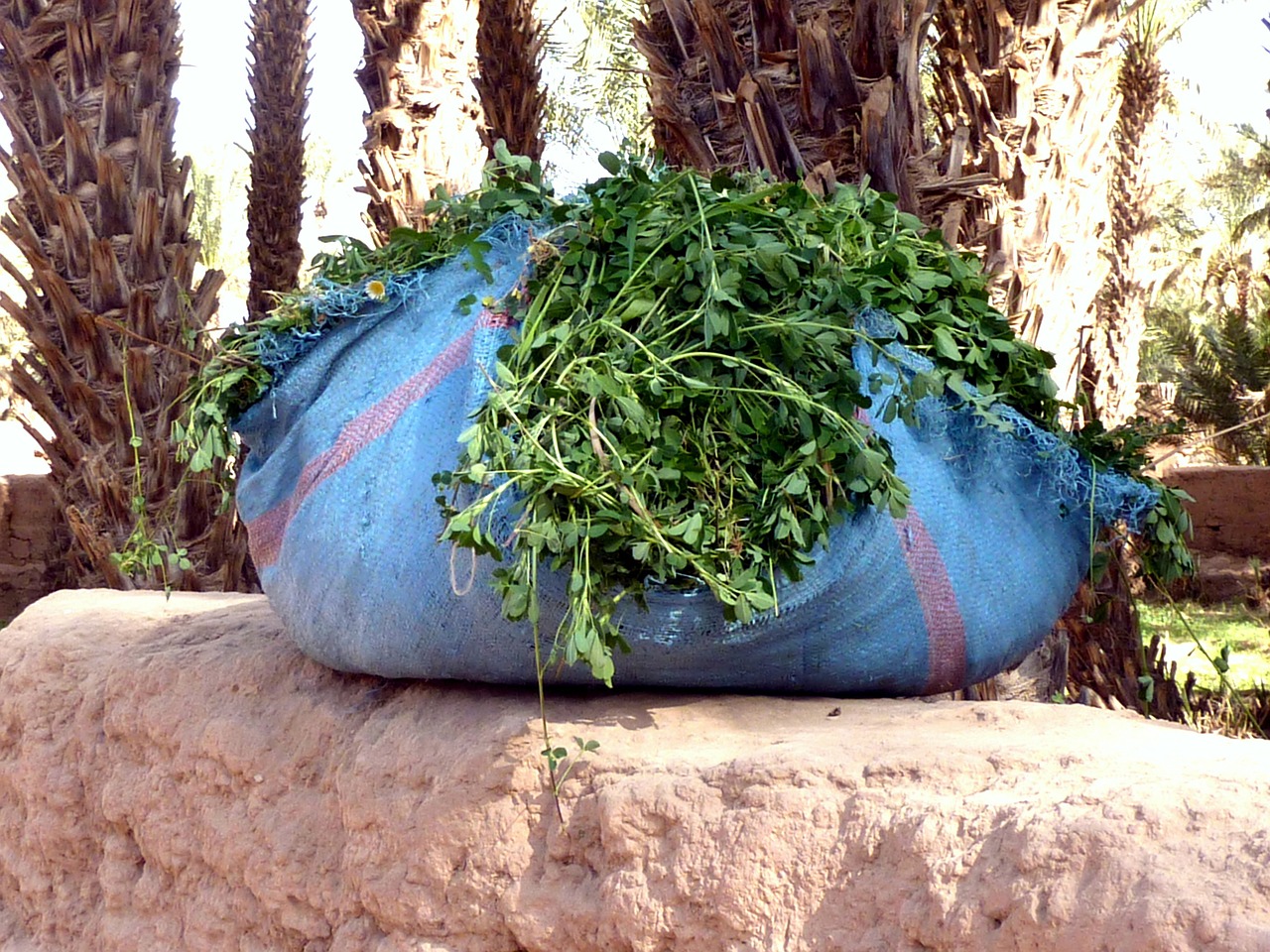 fresh coriander colors spices free photo