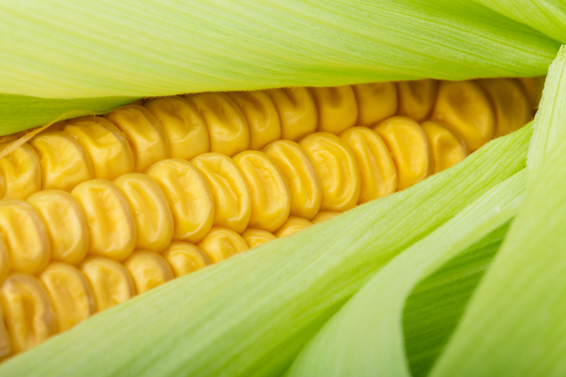 closeup cob corn free photo
