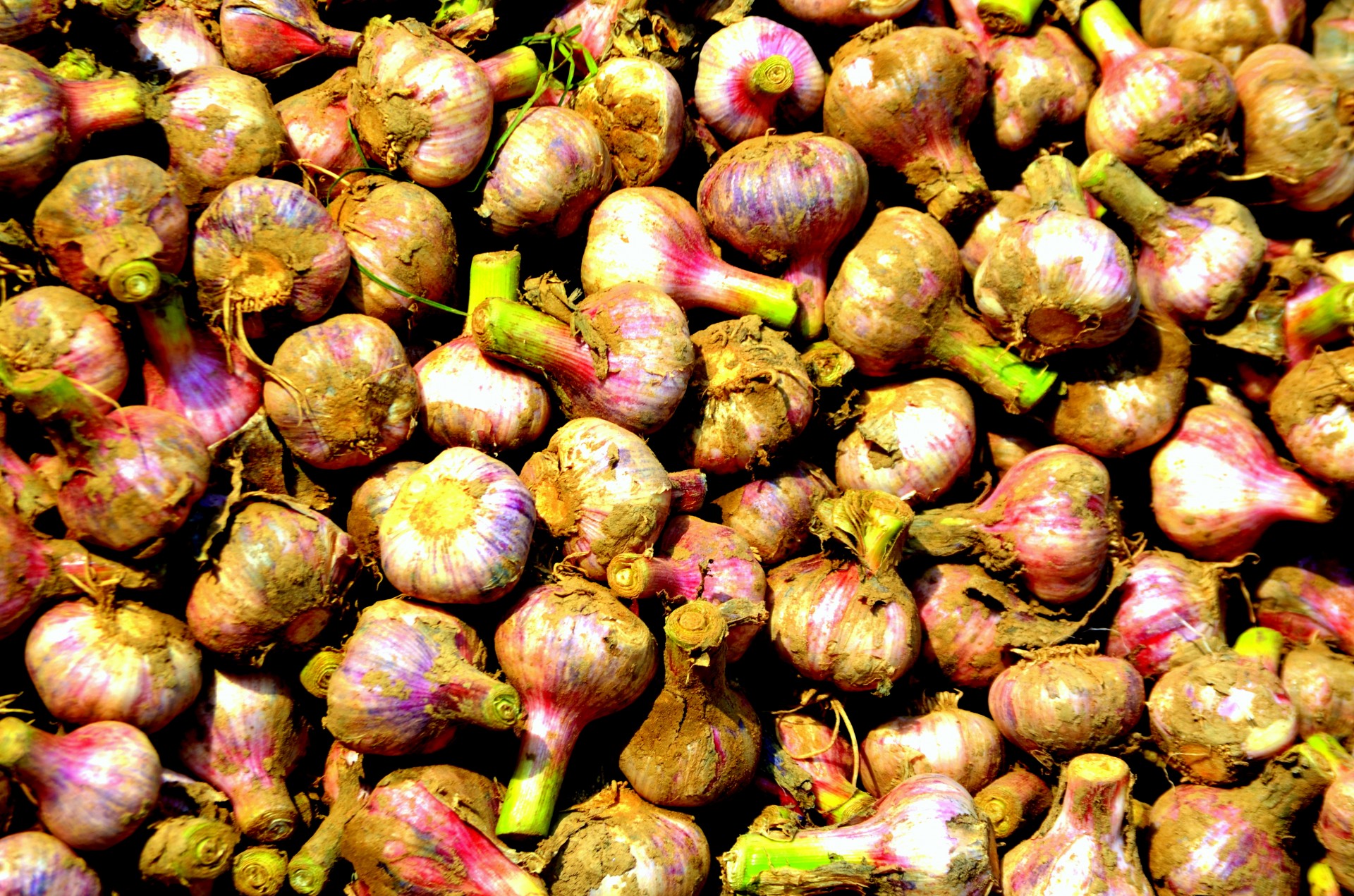 garlic bulb bulbs free photo