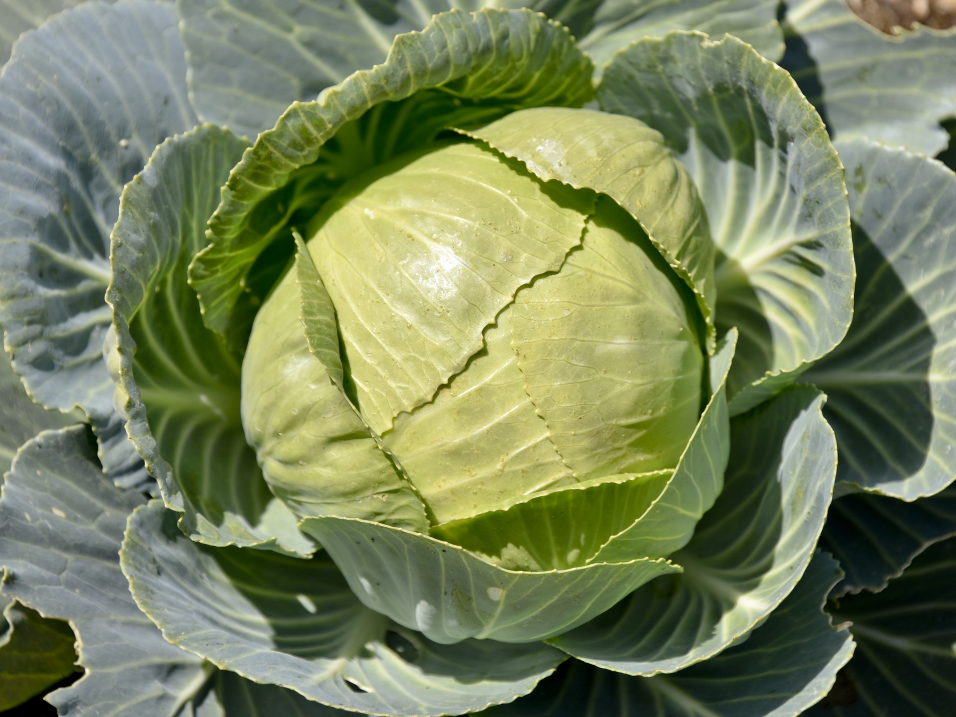farm-fresh vegetable cabbage free photo