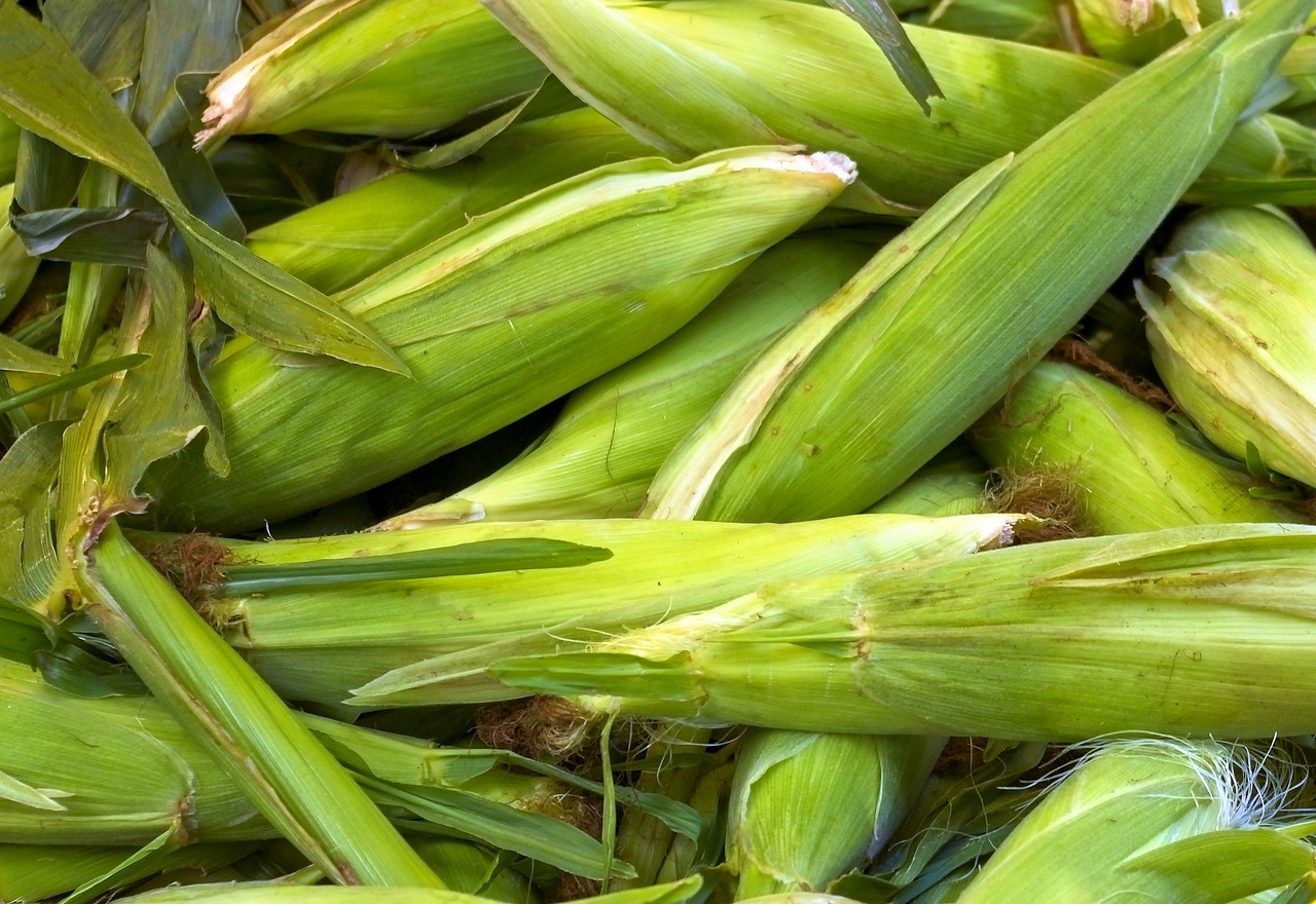 fresh farm market corn  cob  corn free photo