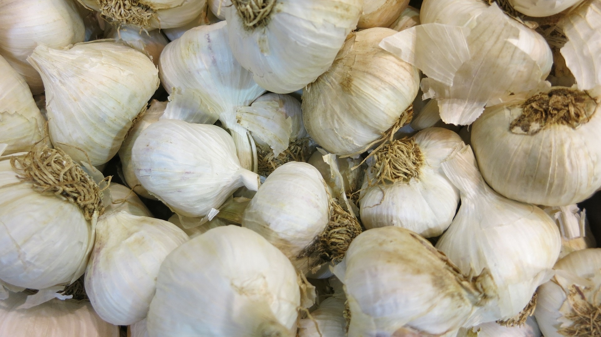 raw garlic bulbs fresh free photo