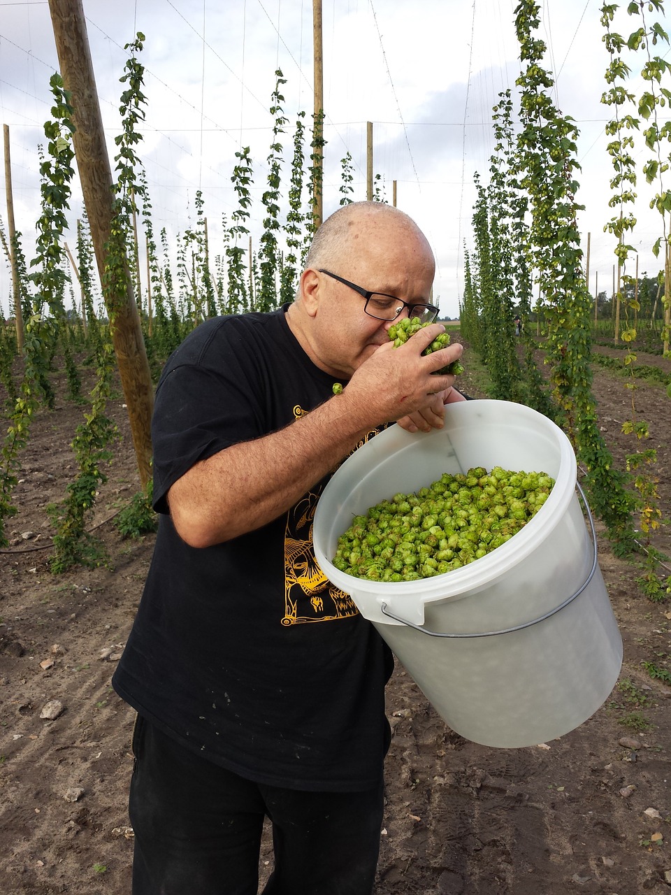 fresh hops craft brewing local beer free photo