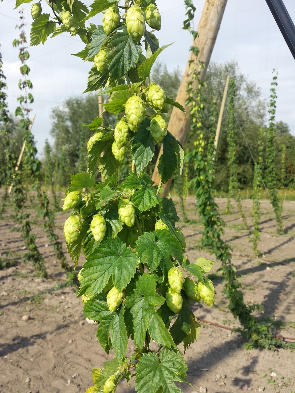 fresh hops craft brewing local beer free photo