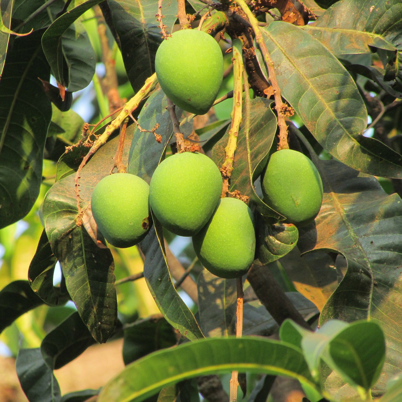 fresh mango dharwad india free photo