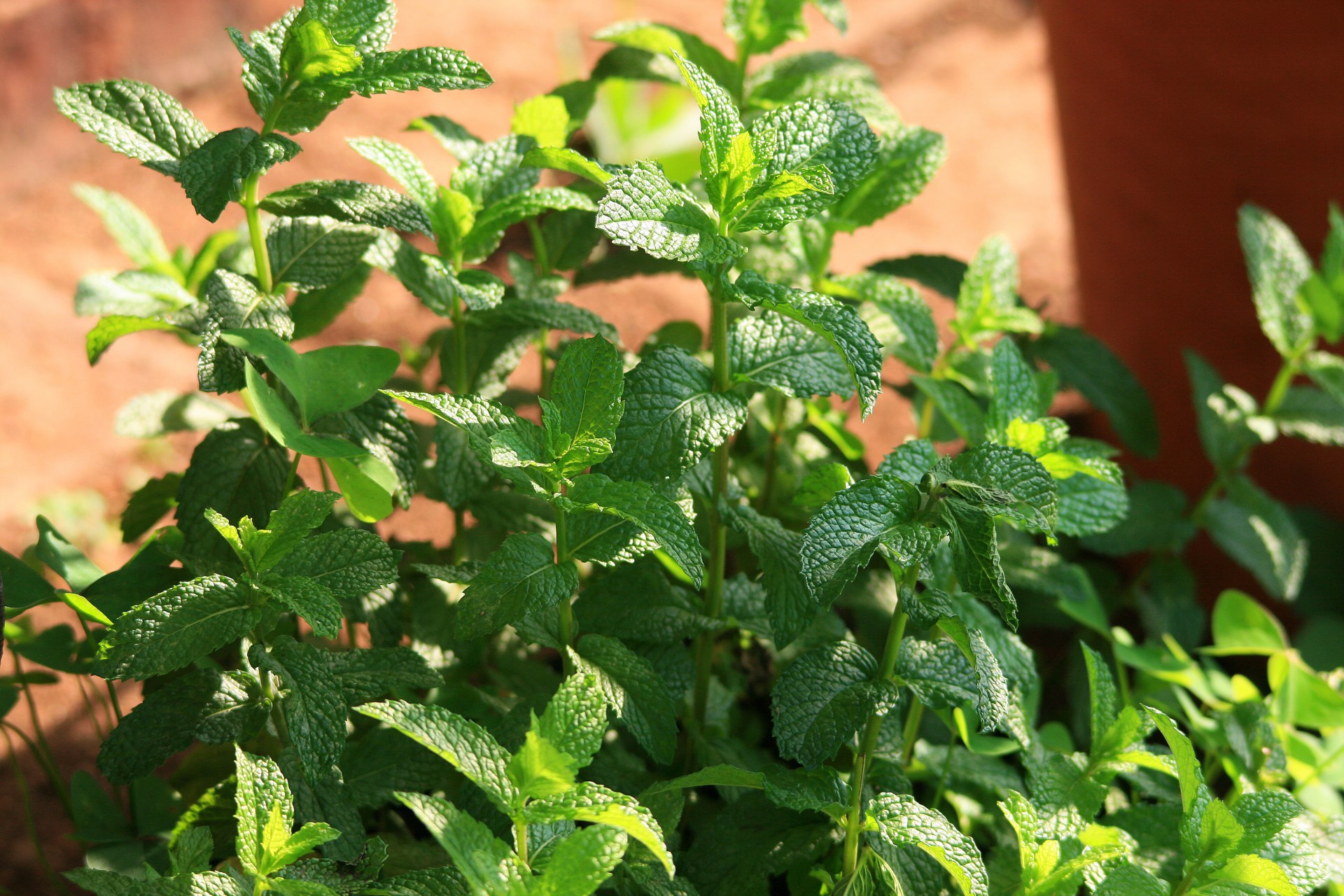 garden herb mint free photo