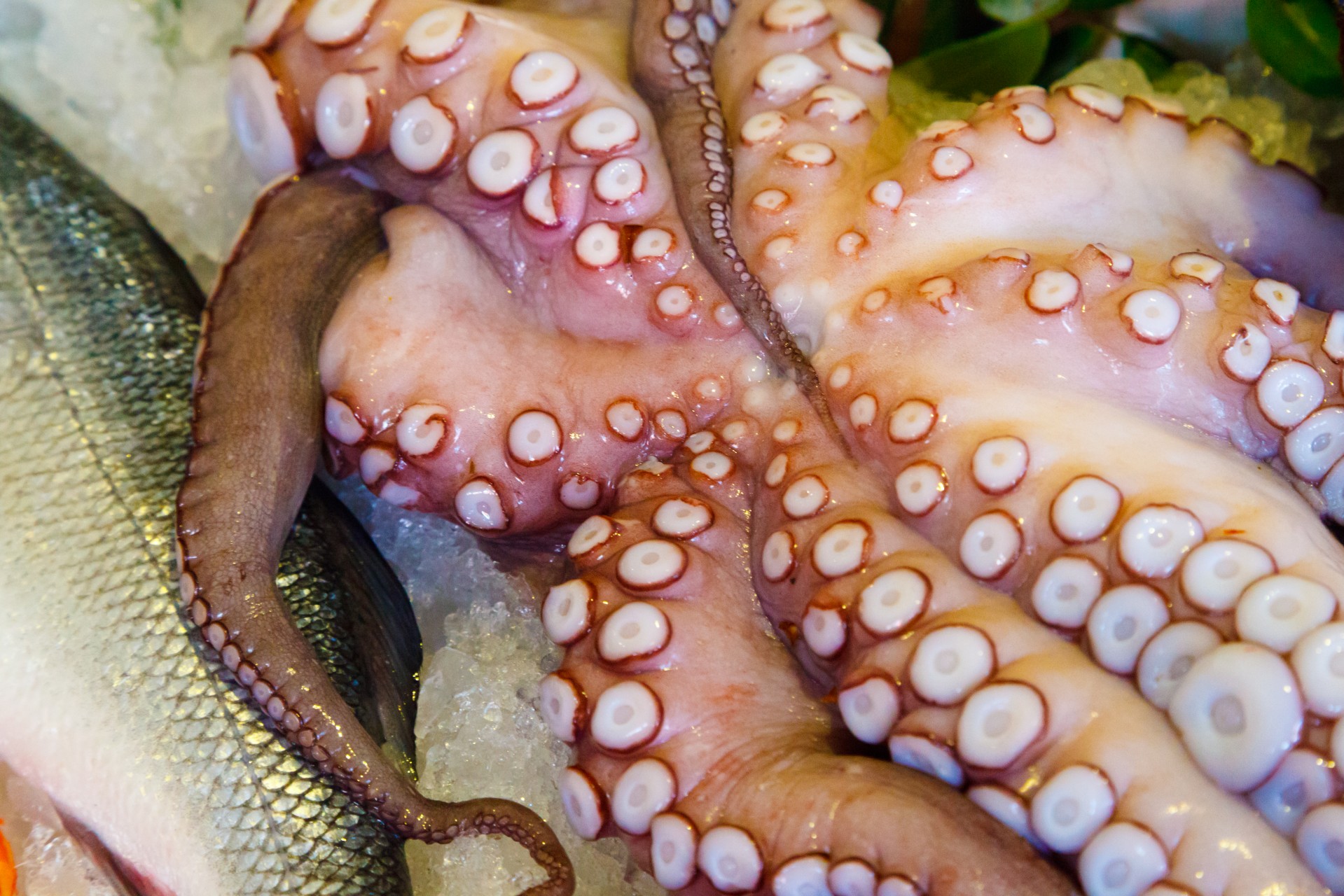 food seafood octopus free photo