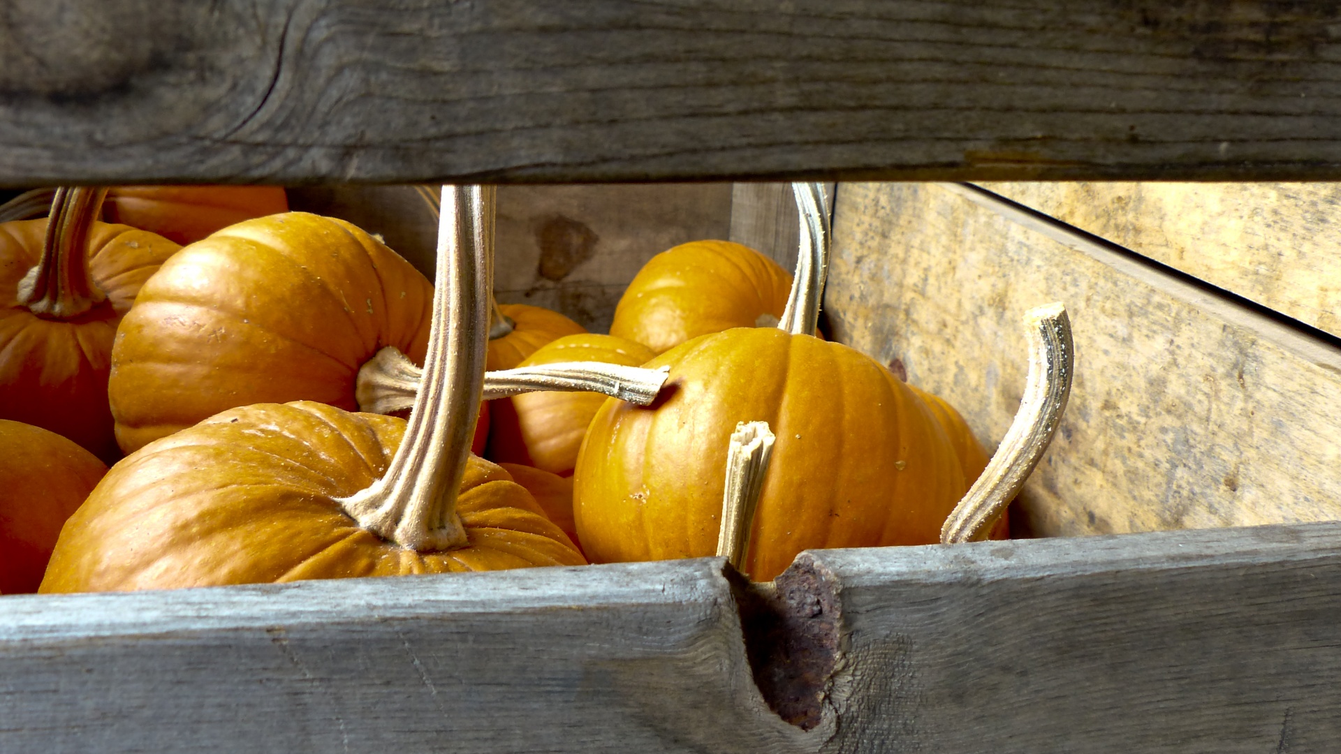 pumpkins crate weathered free photo