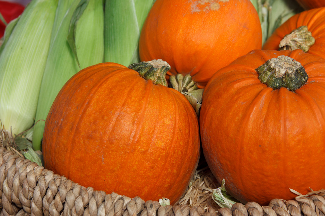 autumn basket colorful free photo