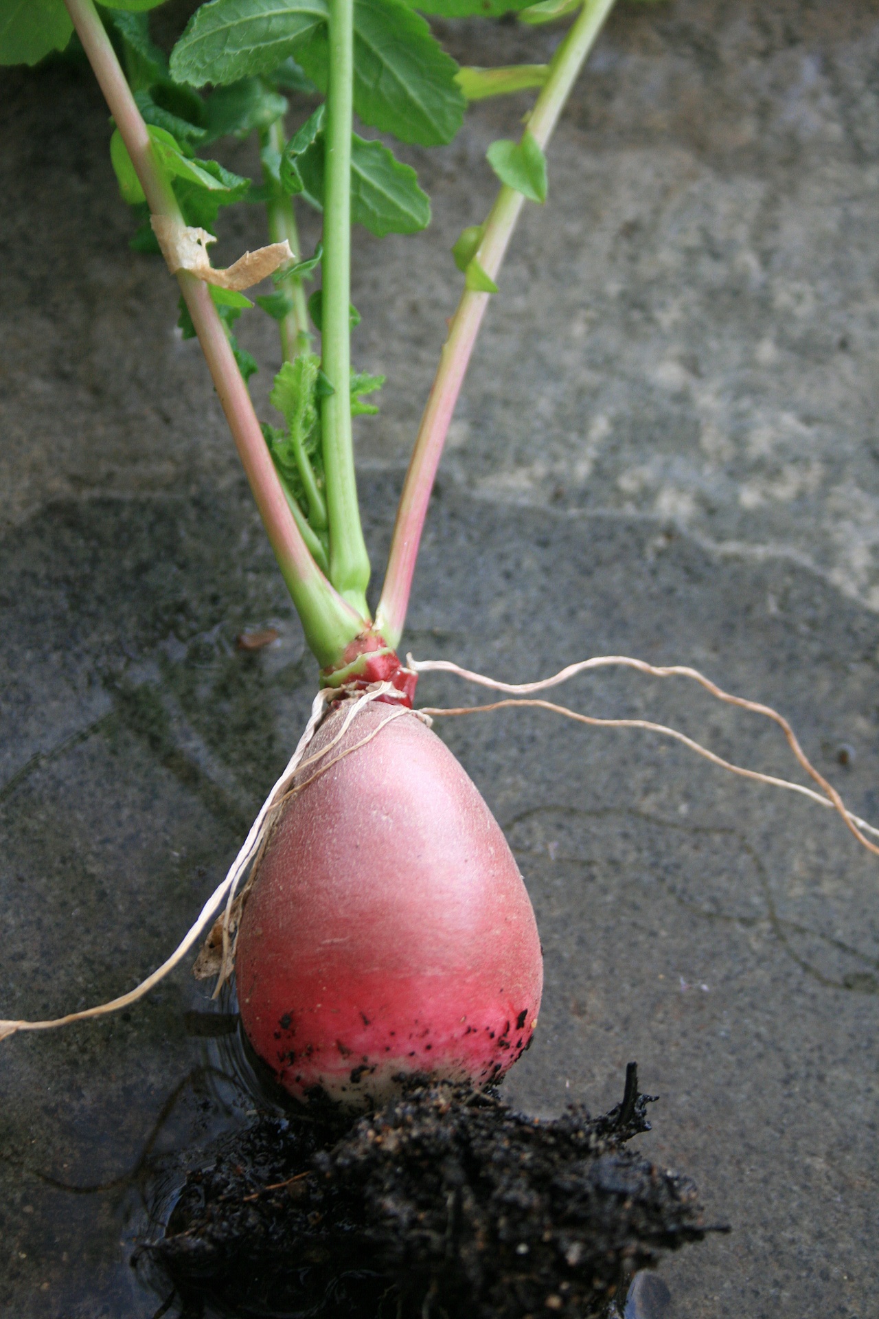 radish root veg free photo