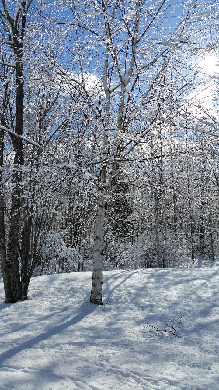 fresh snow  winter morning  silence free photo