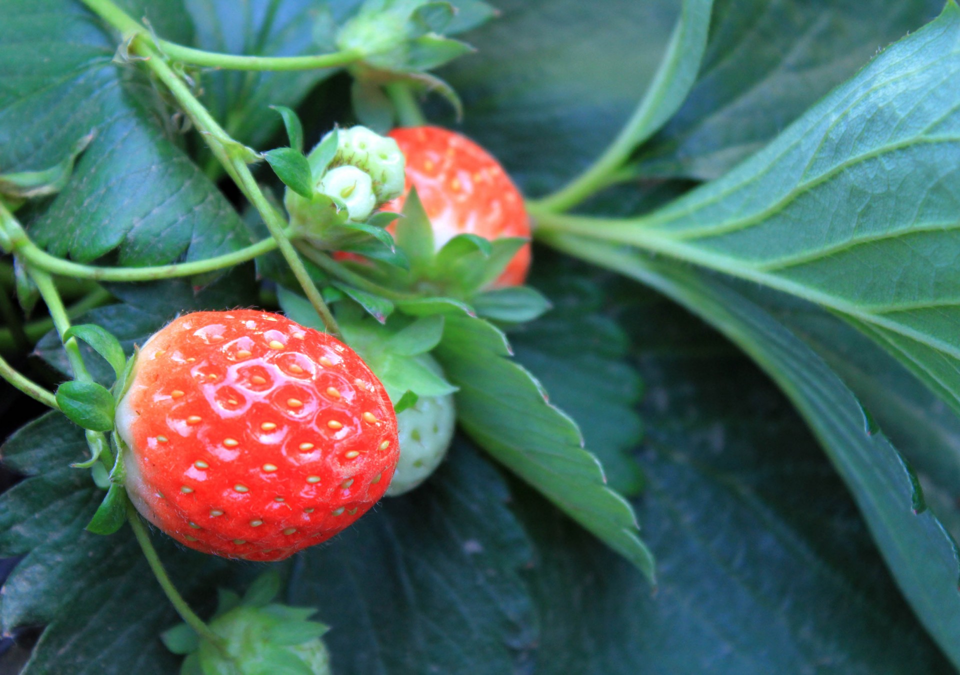 fresh strawberry fresh strawberry free photo