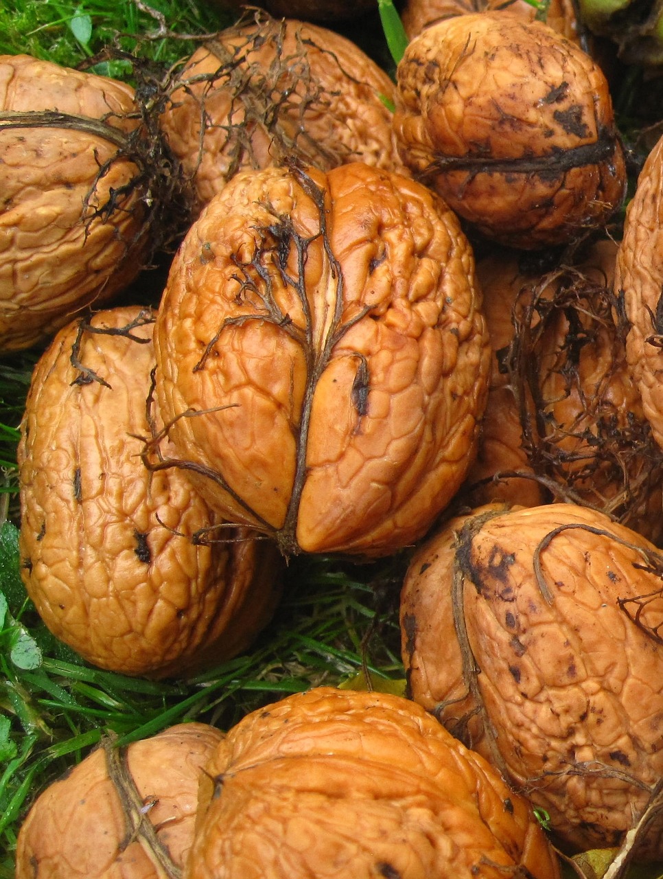 fresh walnuts garden harvest free photo