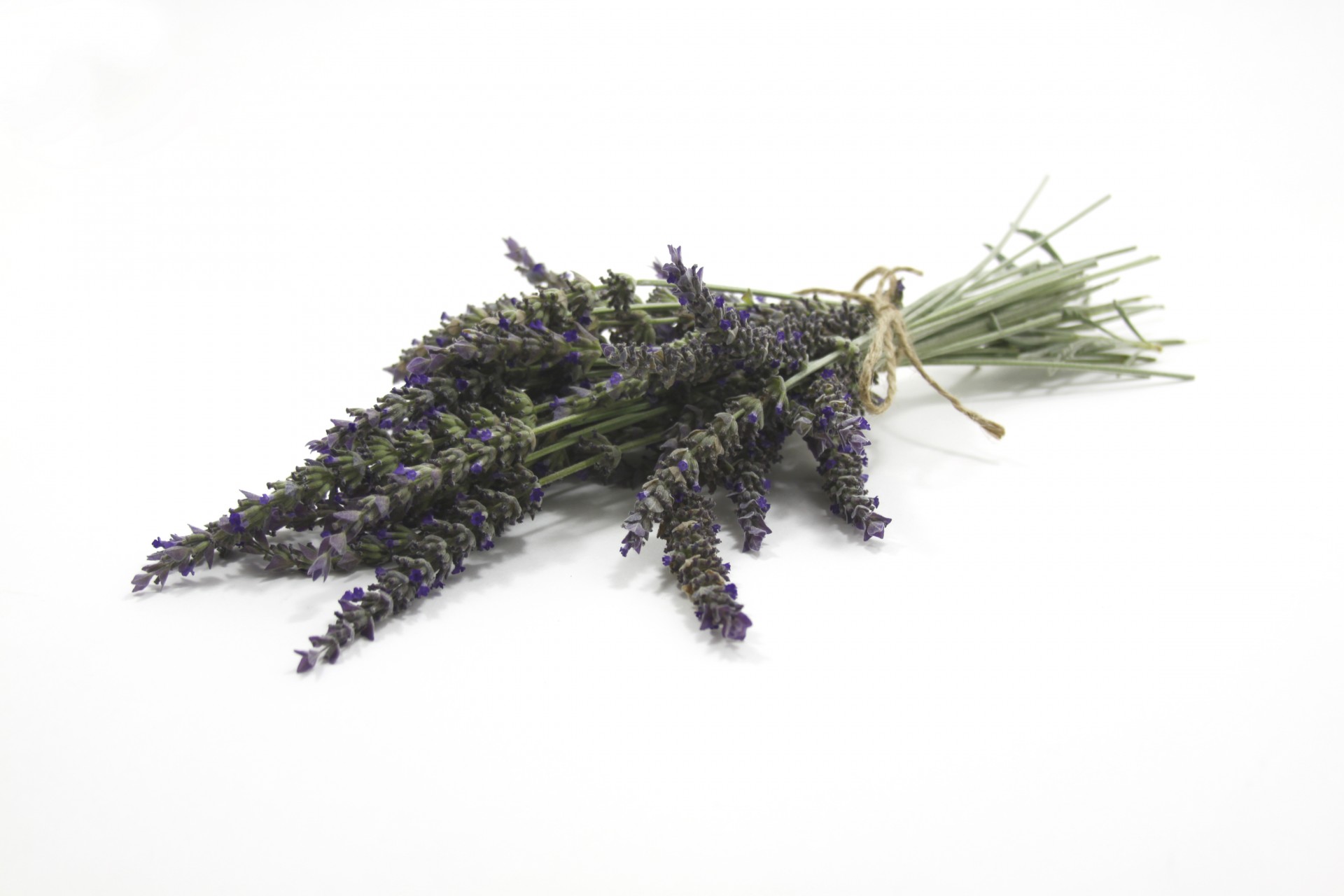 lavender fresh cut free photo
