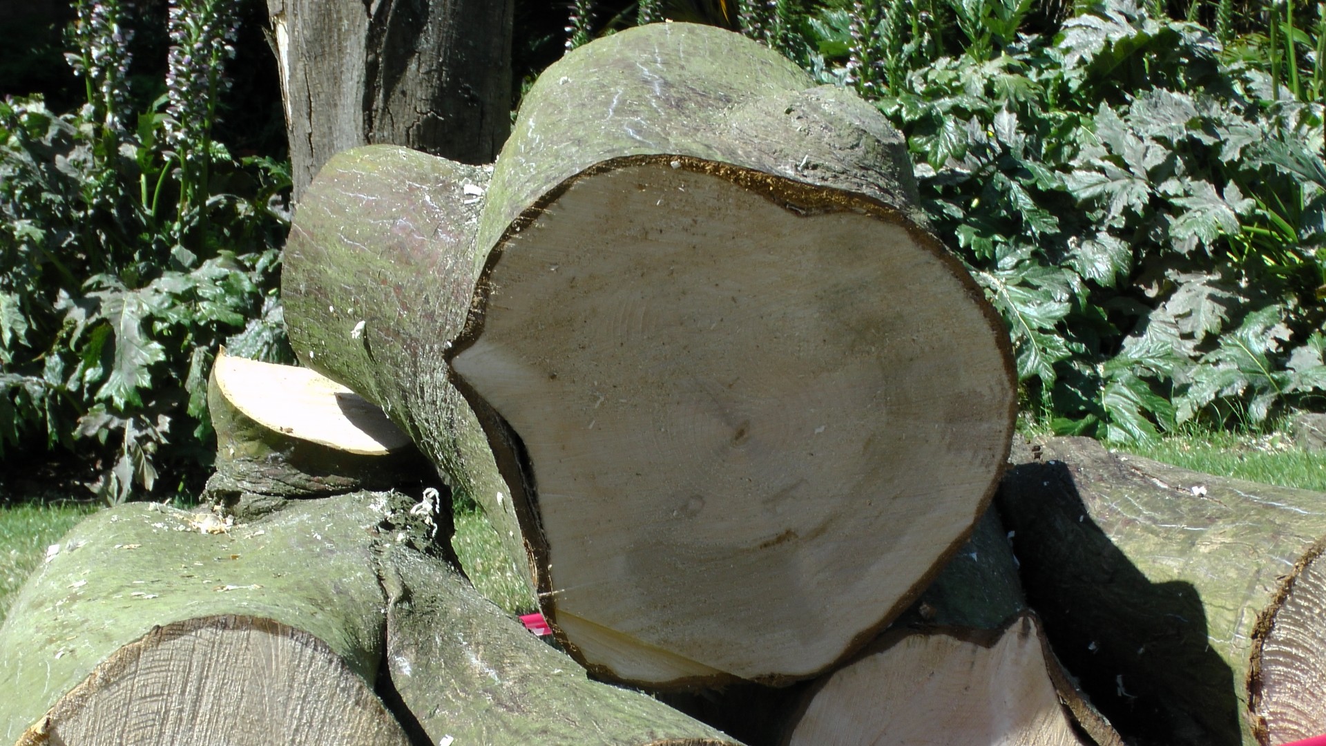 tree tops garden freshly cut logs free photo