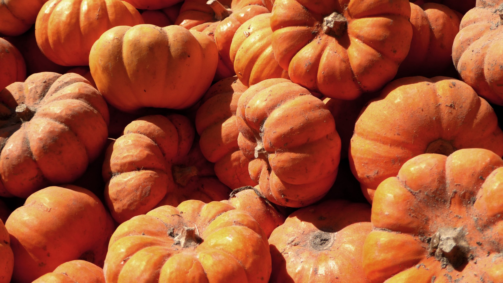 tiny pumpkins dirt free photo