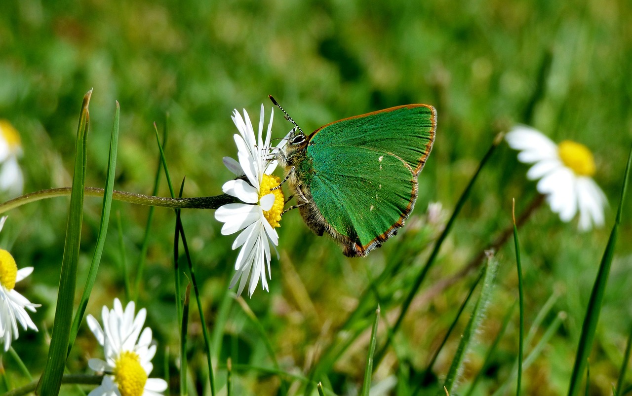 freshman butterfly green butterfly free photo