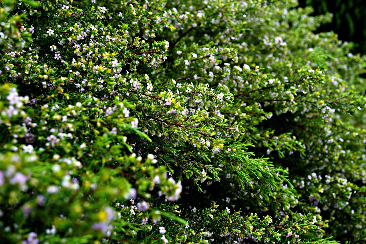 freshness after the rain wild flowers free photo