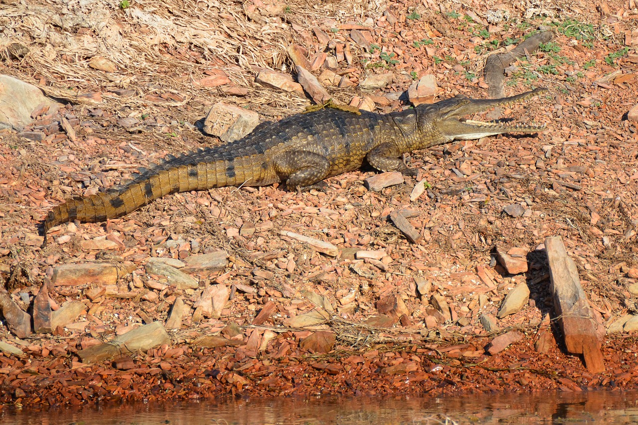freshwater crocodile  crocodile  freshie free photo