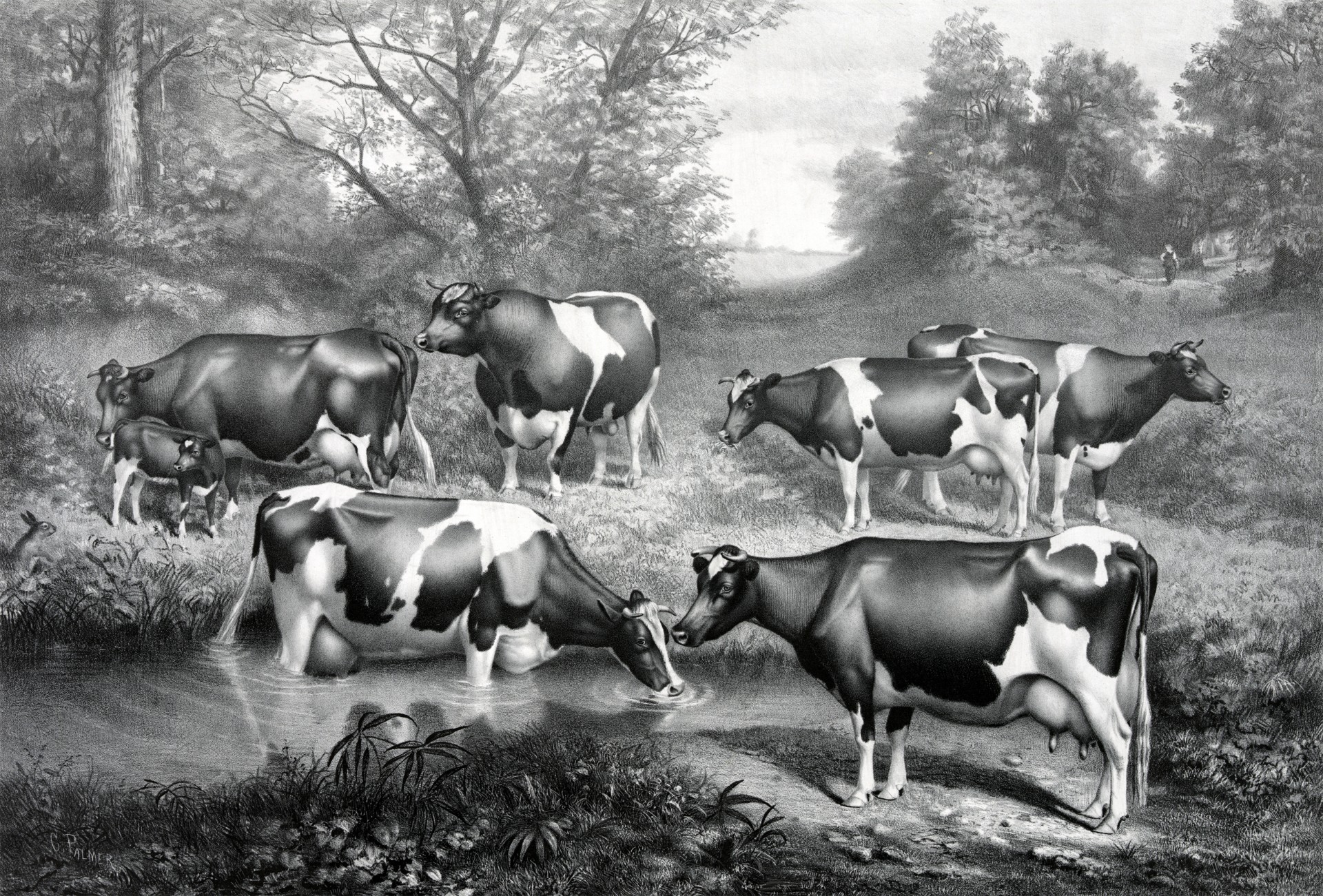 holstein fresian cows fresian cows cow free photo
