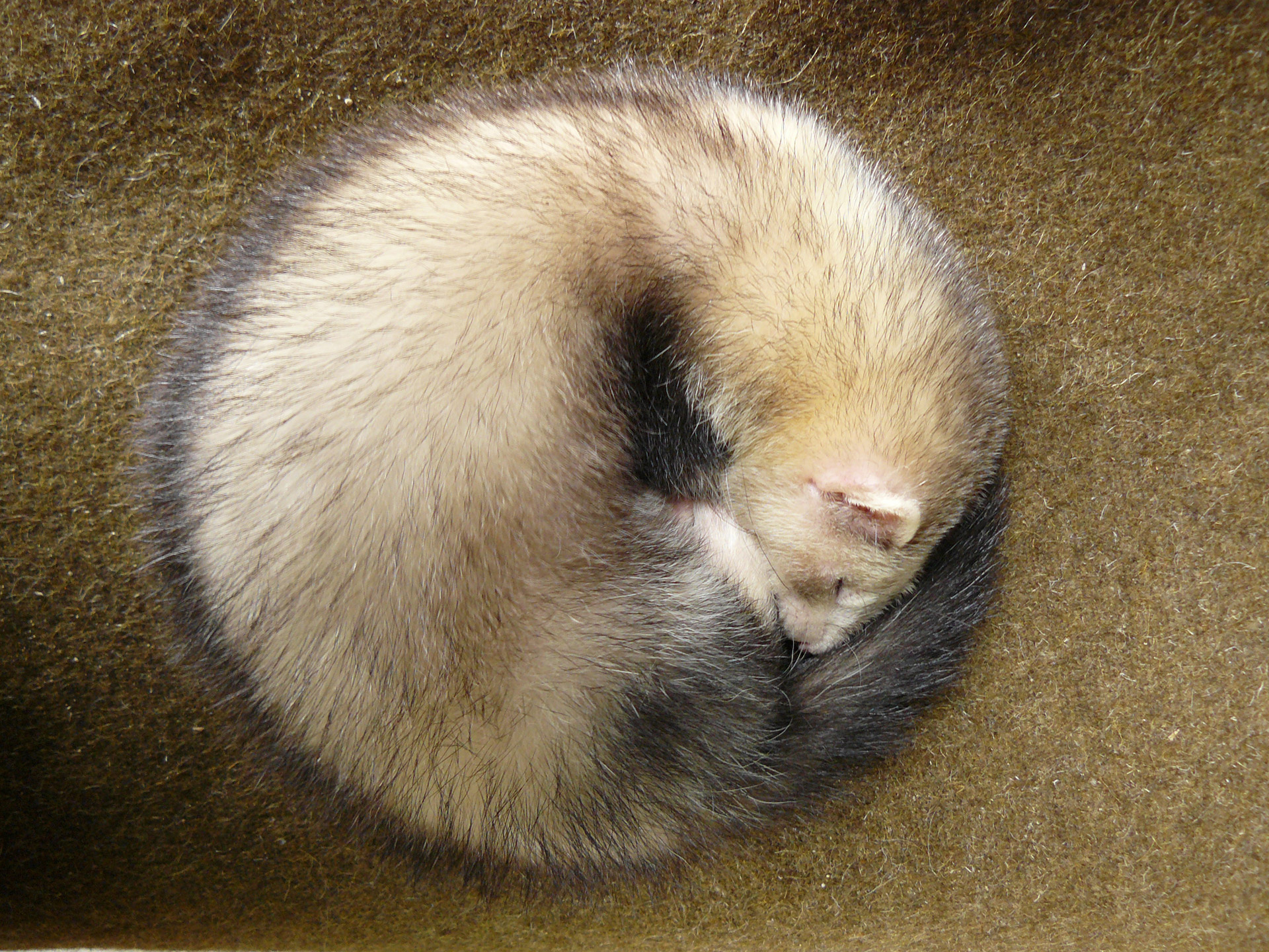 ferret animal ferret in a ball free photo