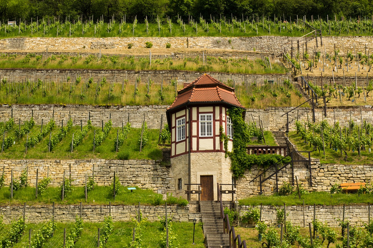 freyburg unstrut wine wine growing area free photo