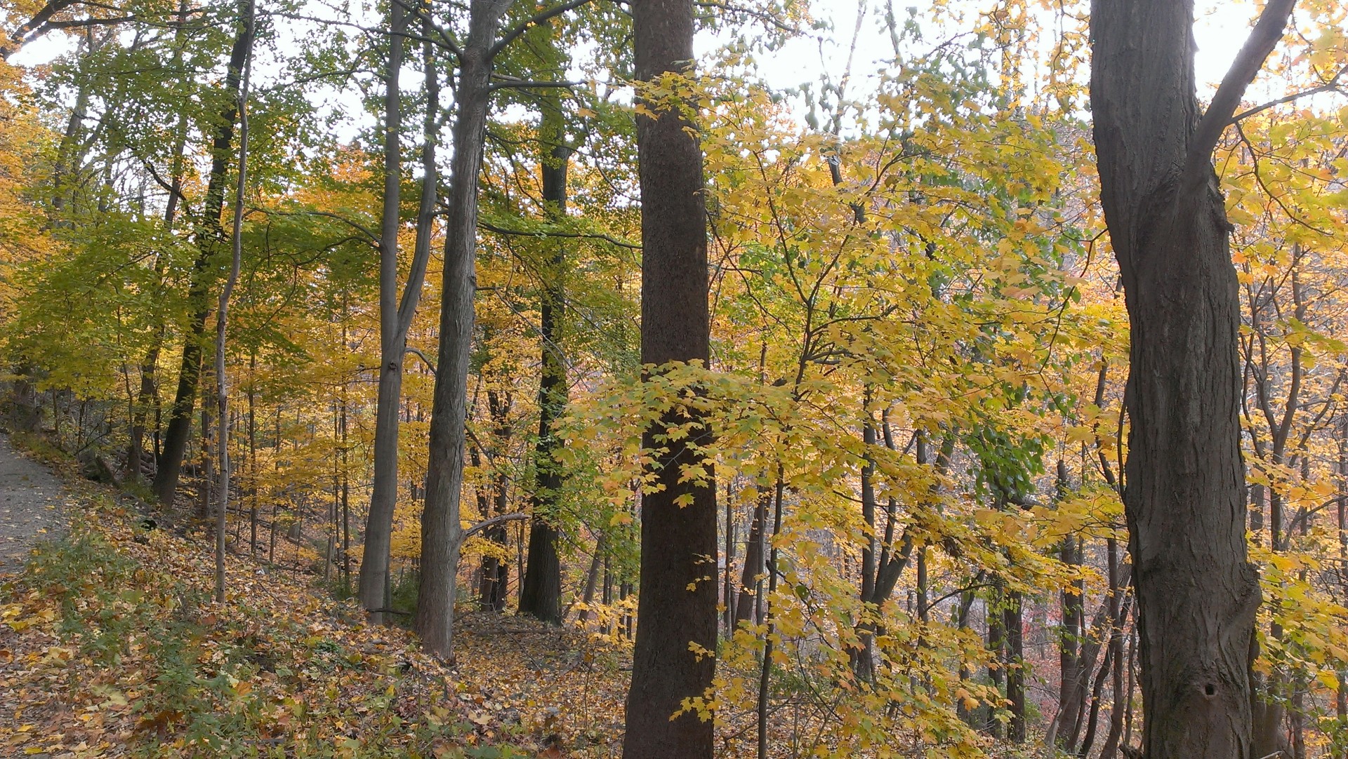 fall frick park pittsburgh free photo