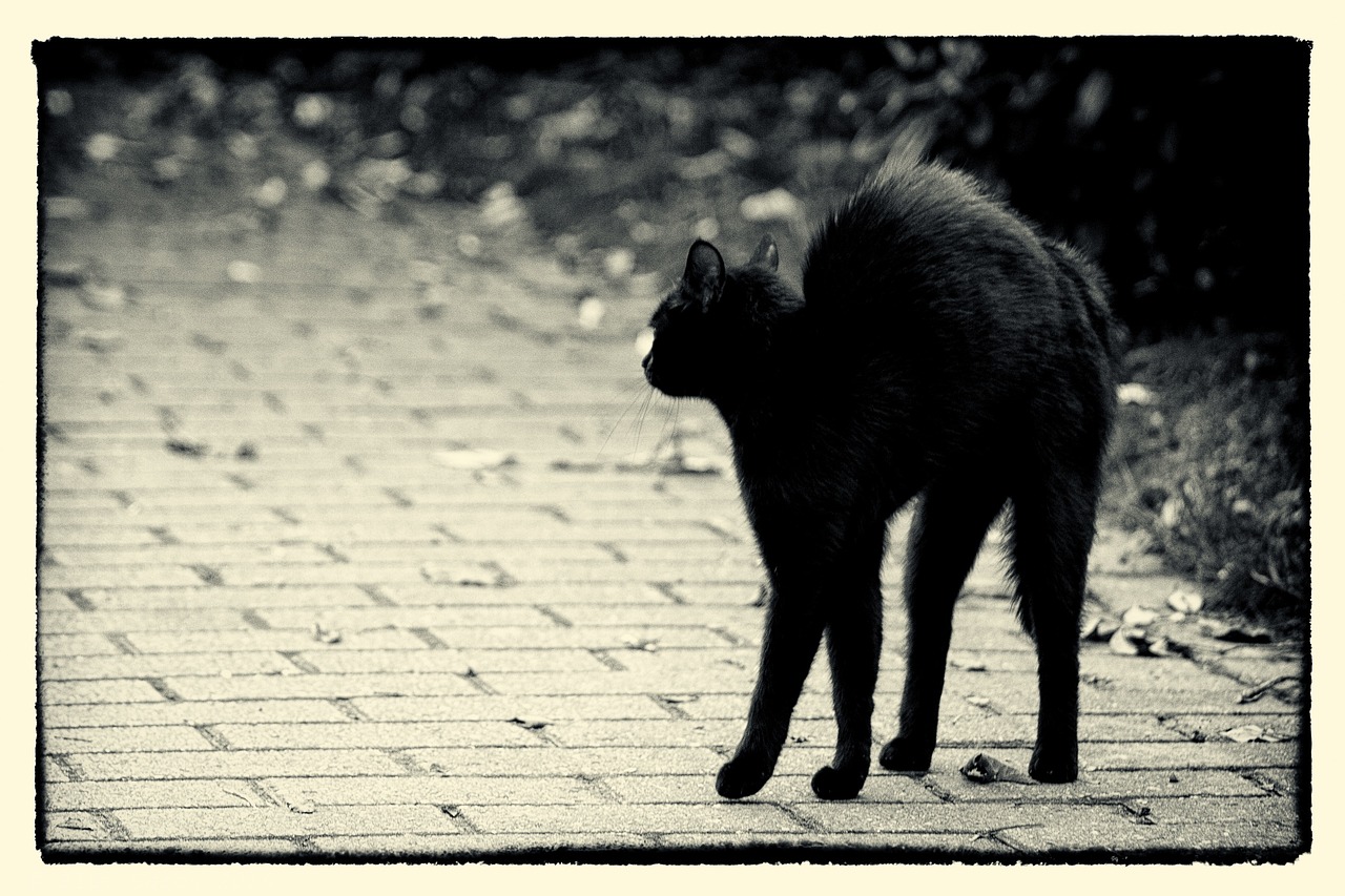 friday 13 hypnosis black cat free photo