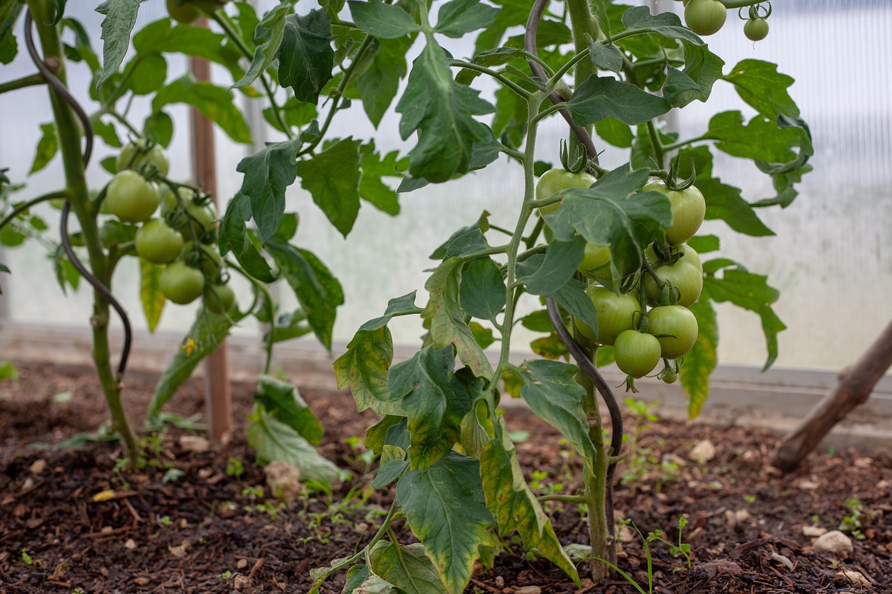 fried green tomatoes  tomatoes  cultivation free photo
