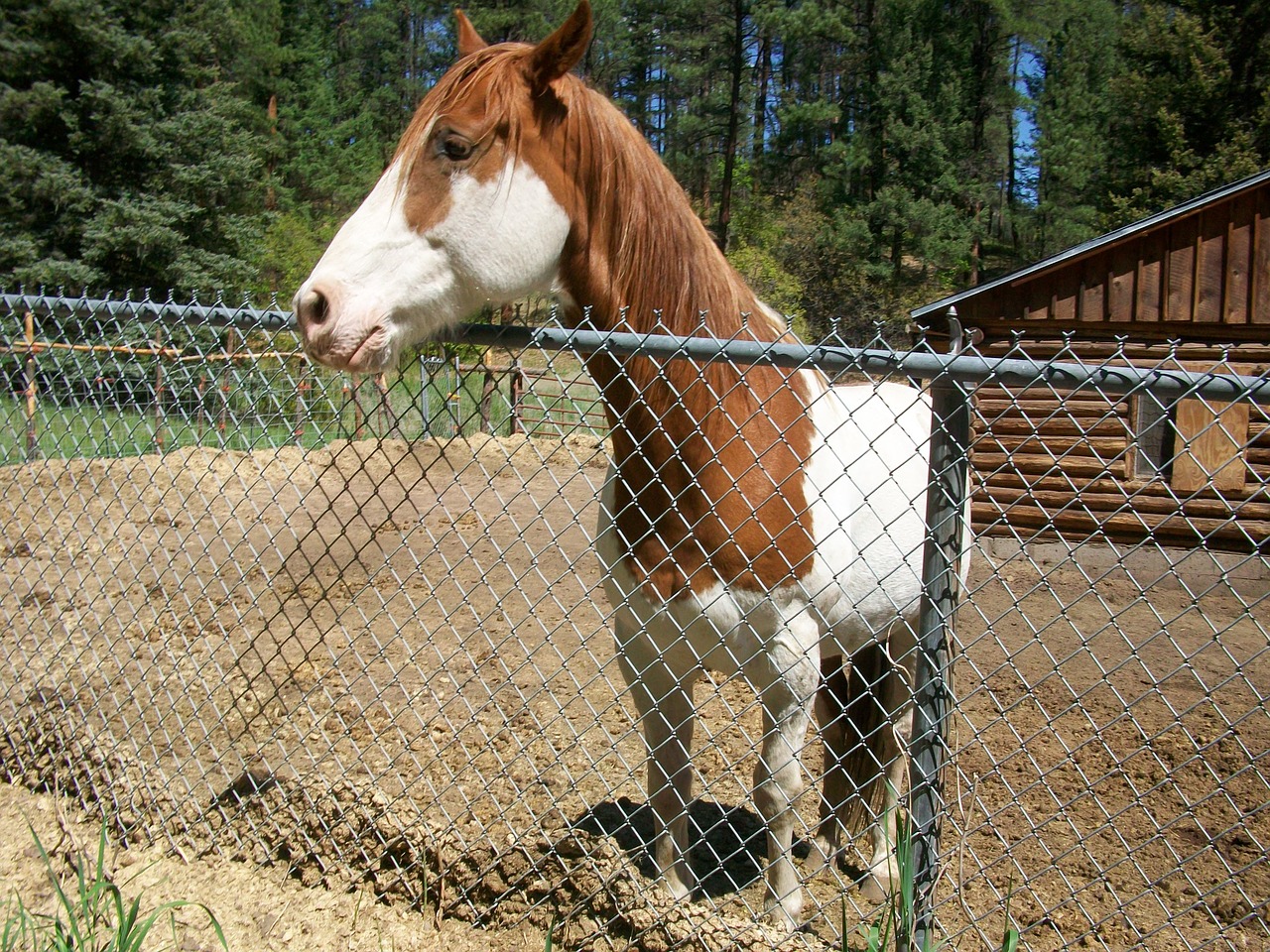 friendly horse ranch free photo