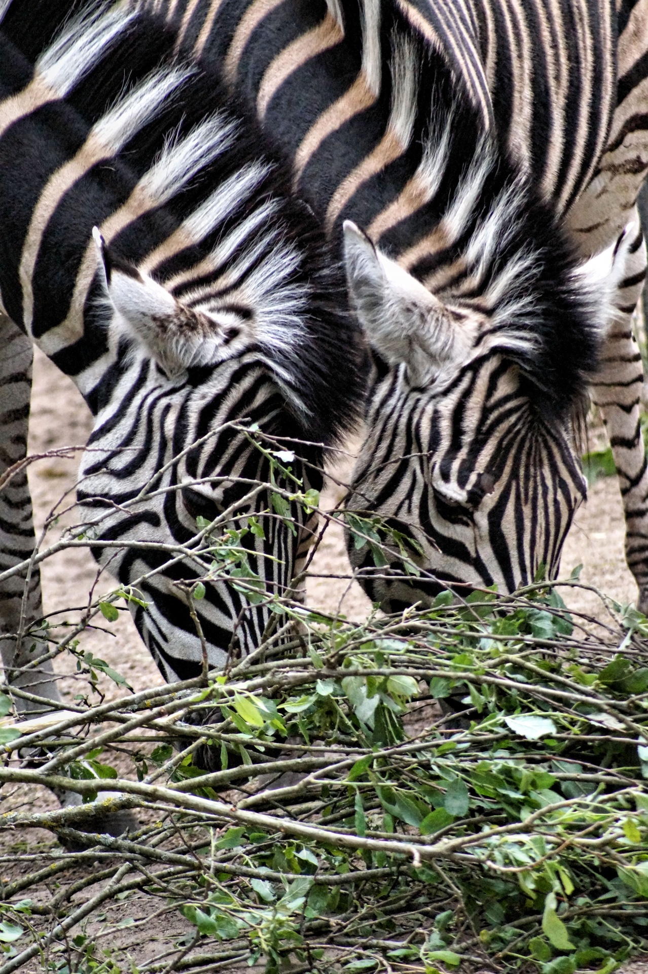 friendly zebras take free photo