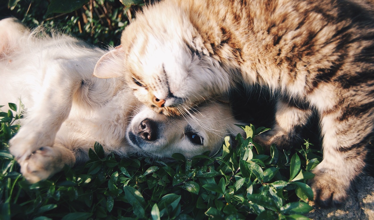 friends cat and dog cats and dogs free photo