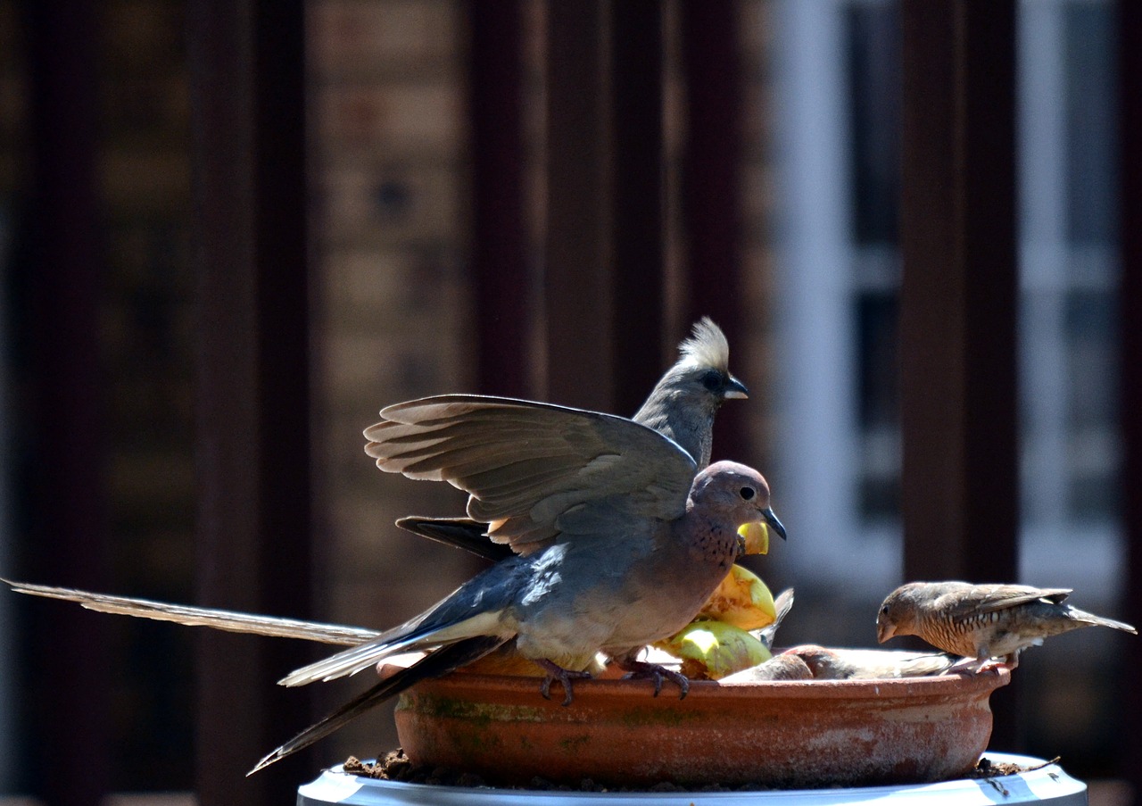 dove friends wings free photo