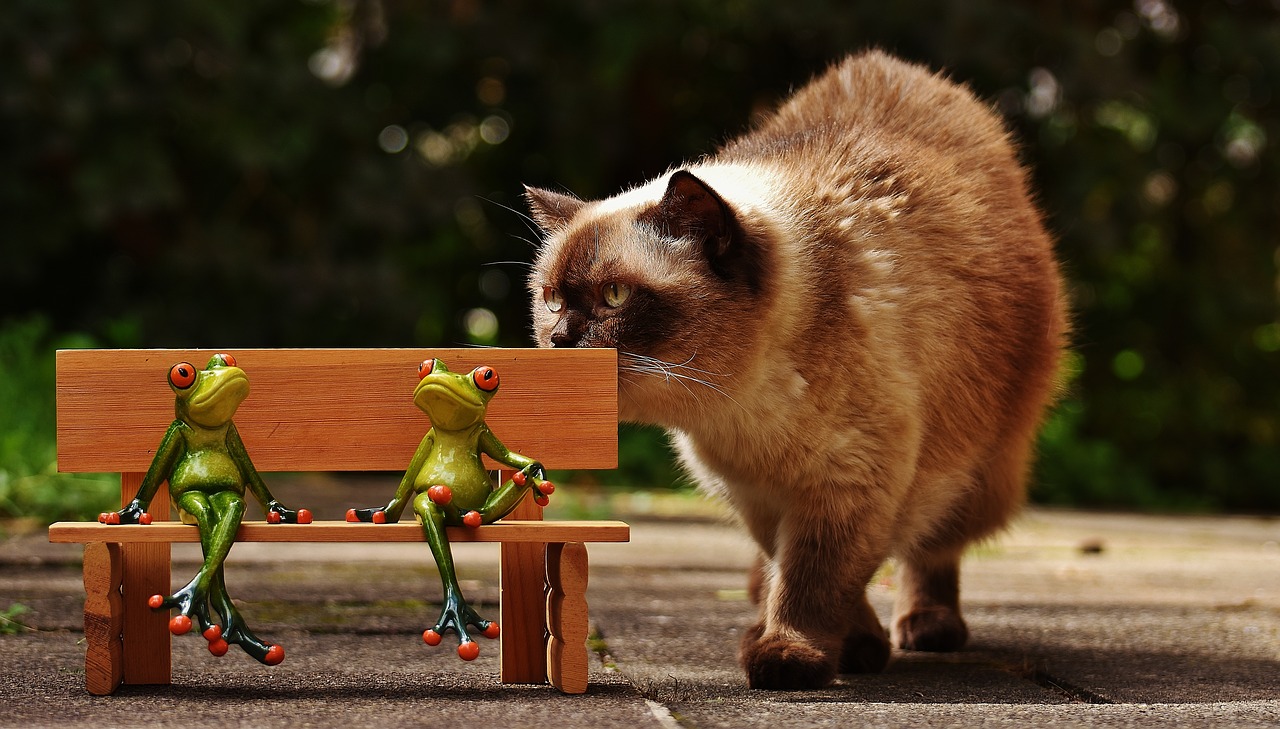 friends sit frogs free photo