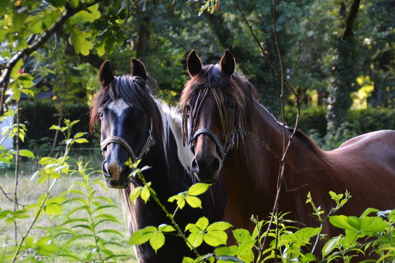 friends horse together free photo