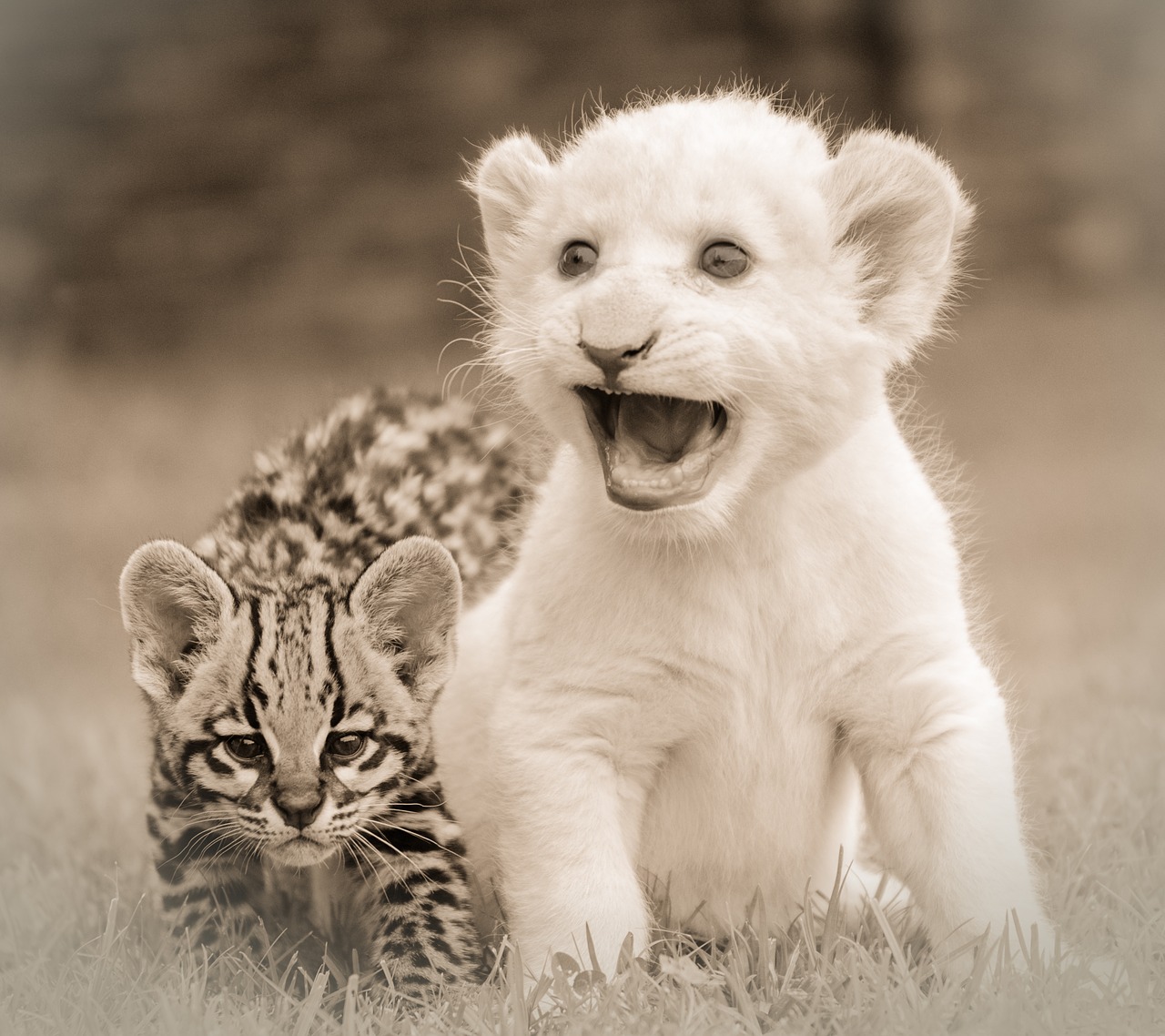 friends friendship lion cub free photo