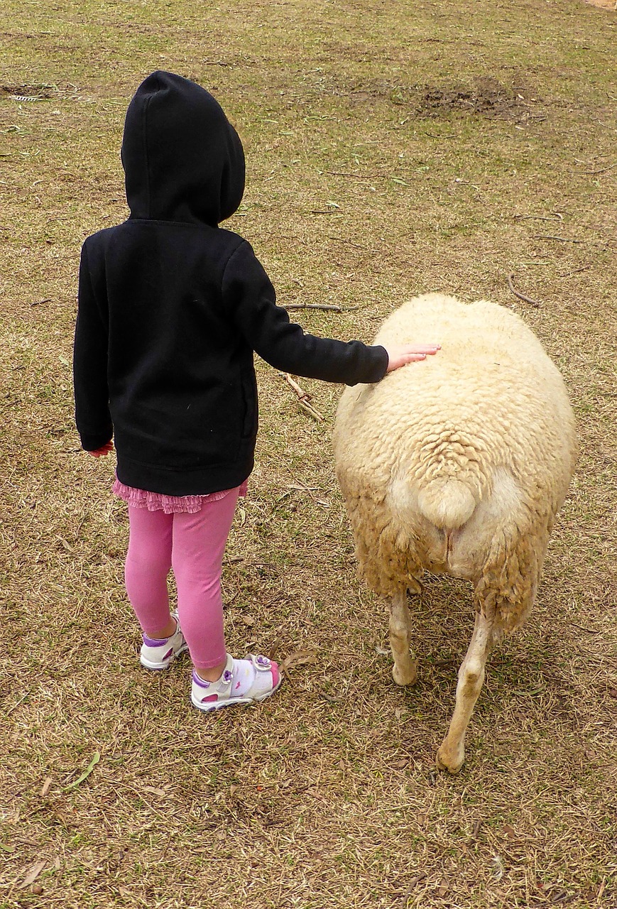 friendship child sheep free photo